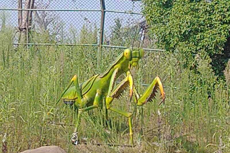 动物模型制作螳螂